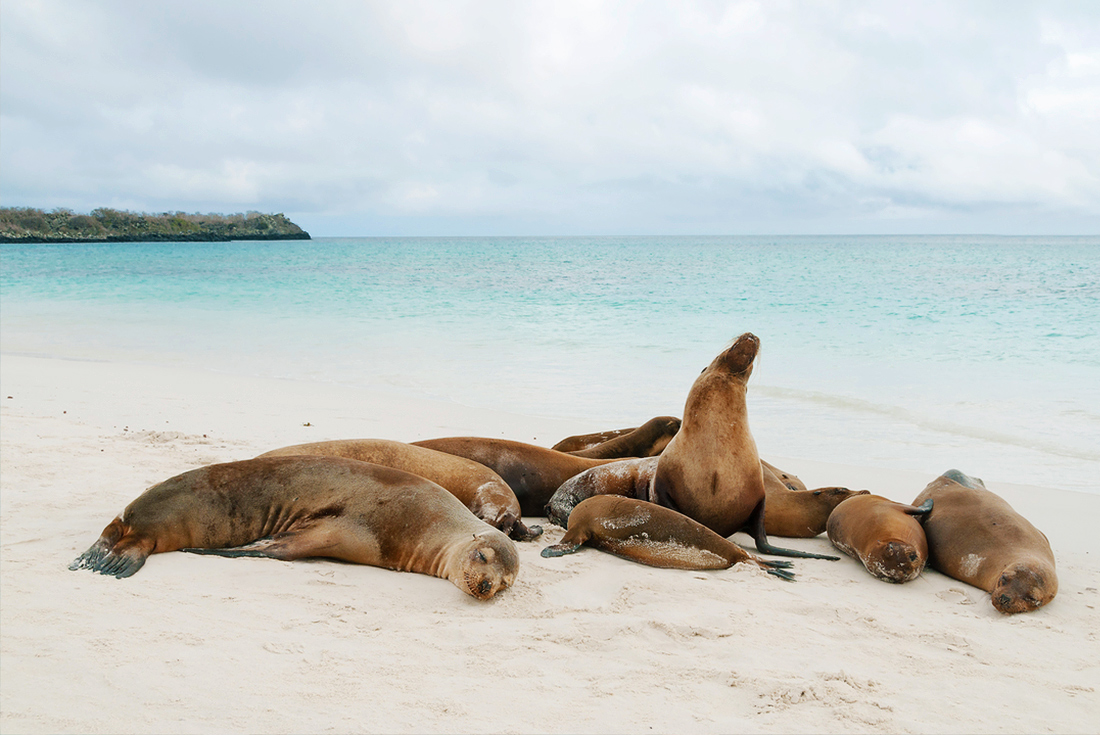 Group of sea lions sleeping on beach, Galapagos Islands