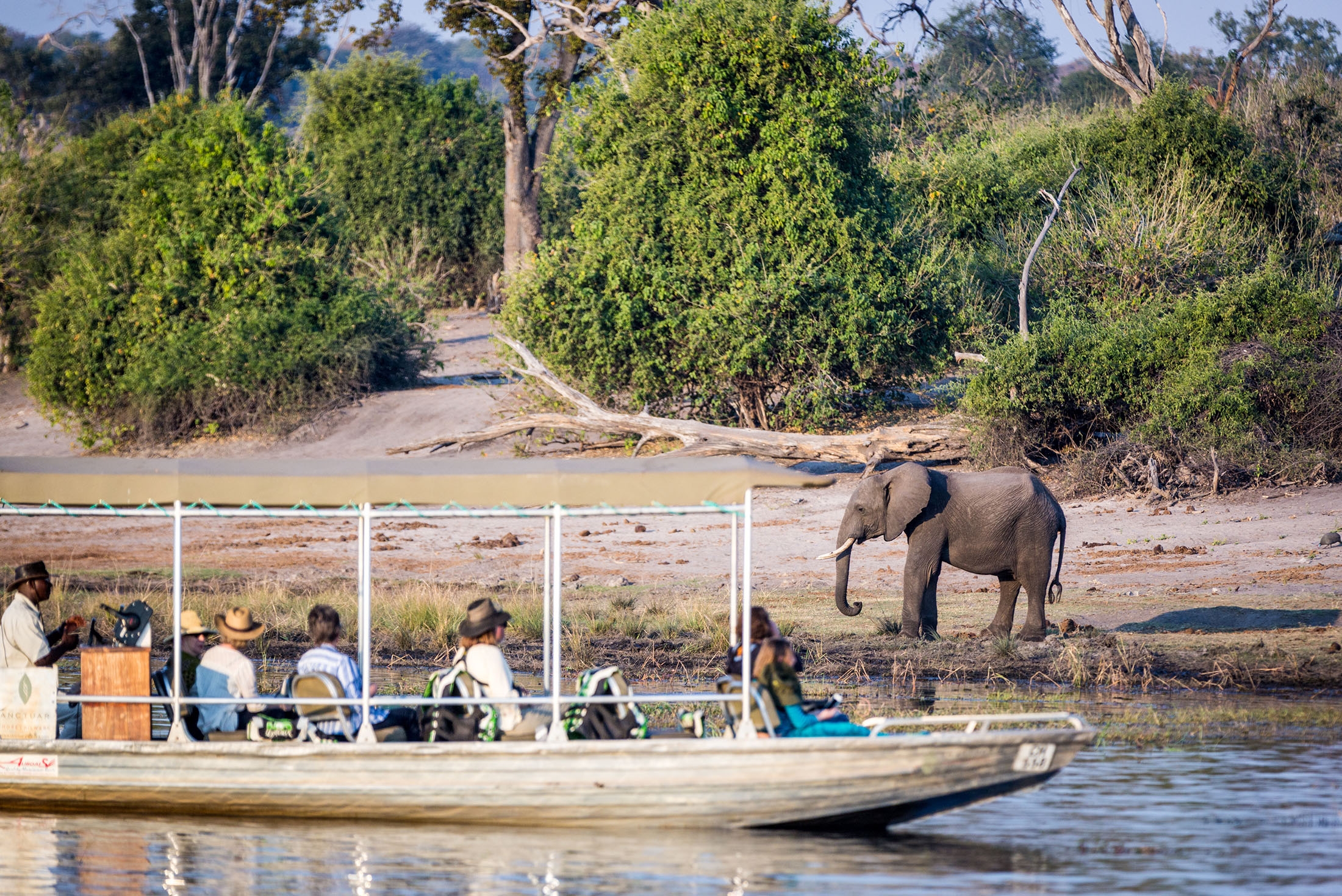Elephant spotting while on Chobe National Park cruise, Botswana