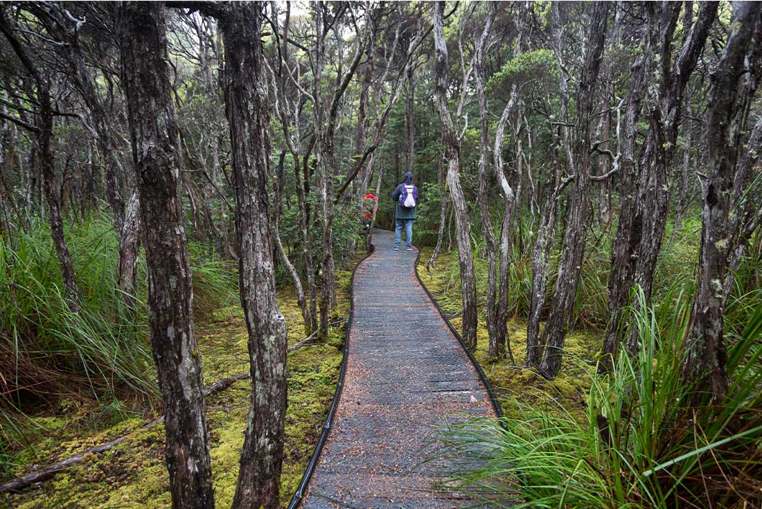 PIXF - Blue Tier Forest - Goblin Forest Walk