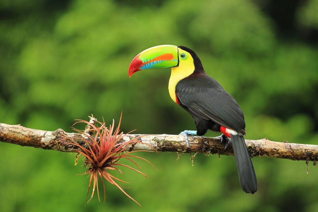 Toucan sits on branch in Monteverde jungle 