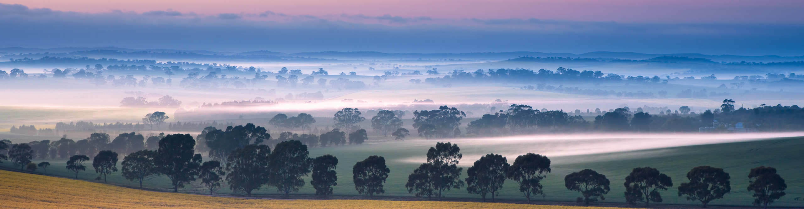 A misty sunrise over the vineyards of the Clare Valley in South Australia 
