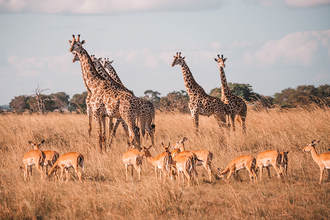Giraffes and impalas stand in long golden grass of Mikumi National Park