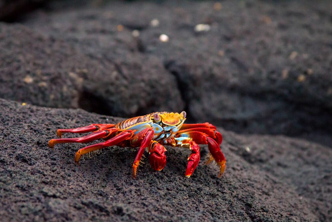 galapagos_crab-rocks-running
