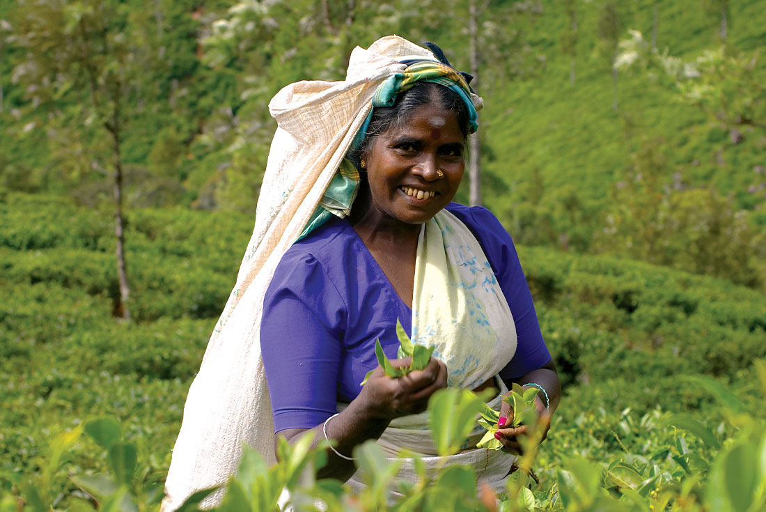 HPPS - Local Sri Lankan woman picking tea on the plantation