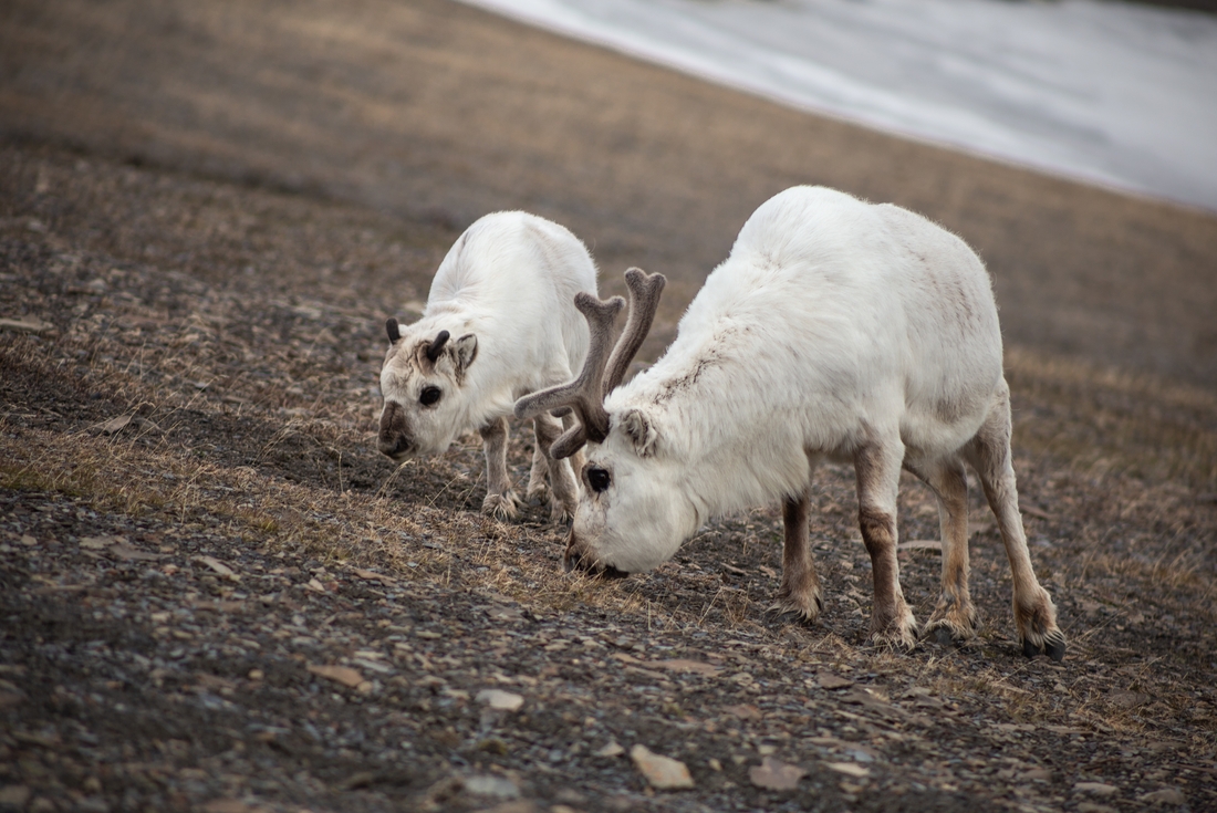 Svalbard reindeer grazing in Longyearbyen.