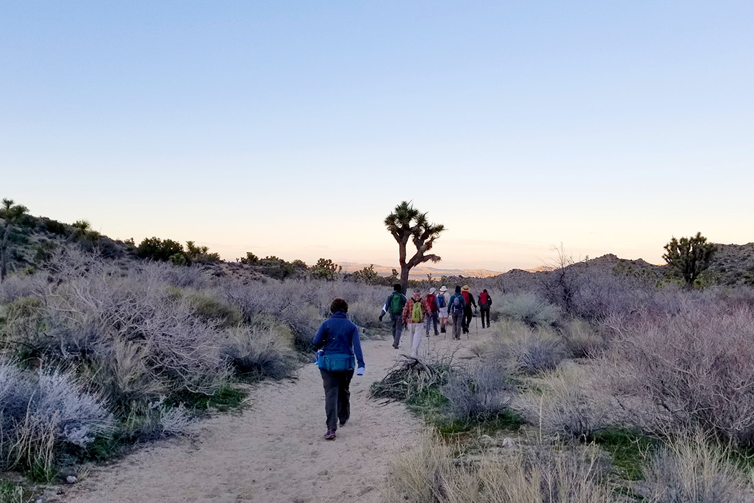 Tour group hiking at dawn, Joshua Tree, USA