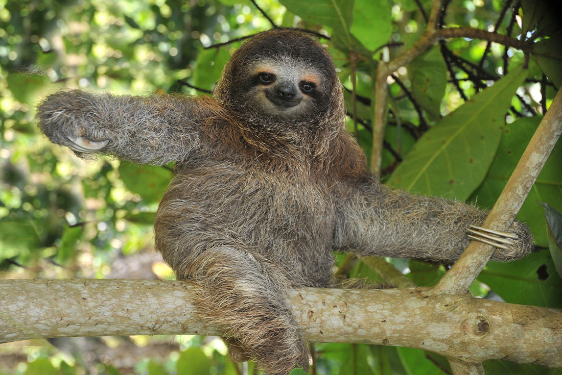 QBPR - Sloth relaxing on branch in jungle, Costa Rica
