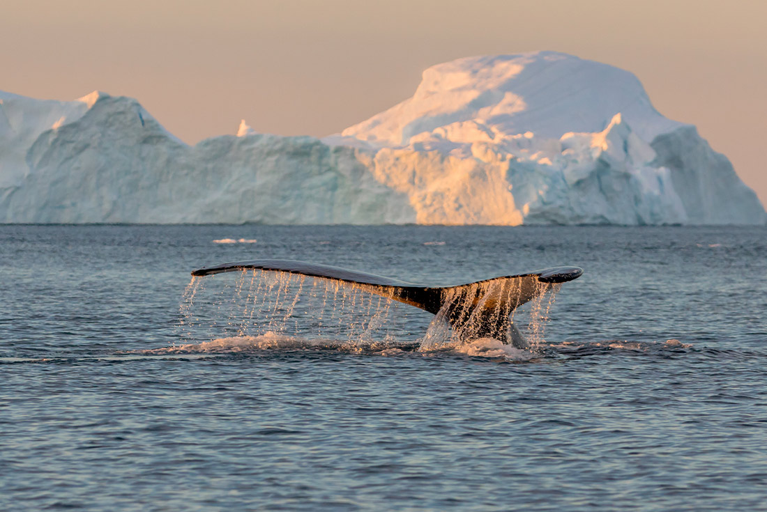 Whale watching in Lancaster Sound