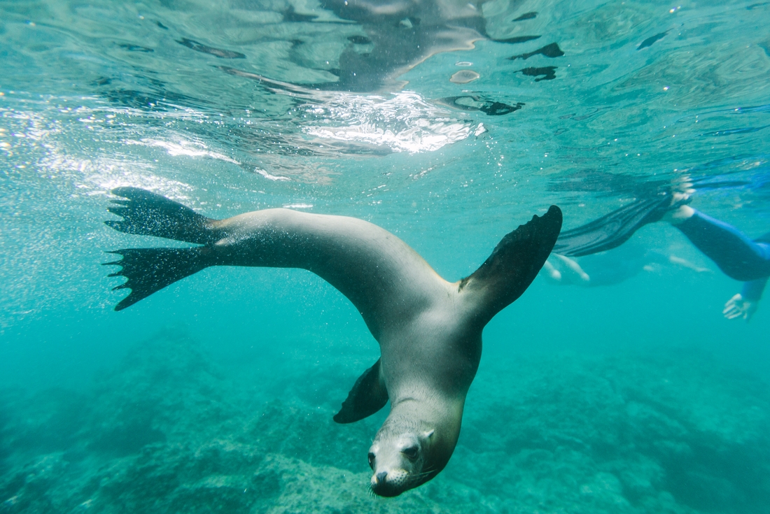Swimming with fur seals, Galapagos Islands, Ecuador