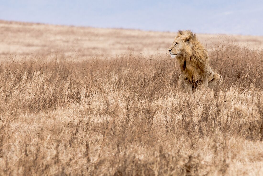 tanzania_ngorongoro_male-lion