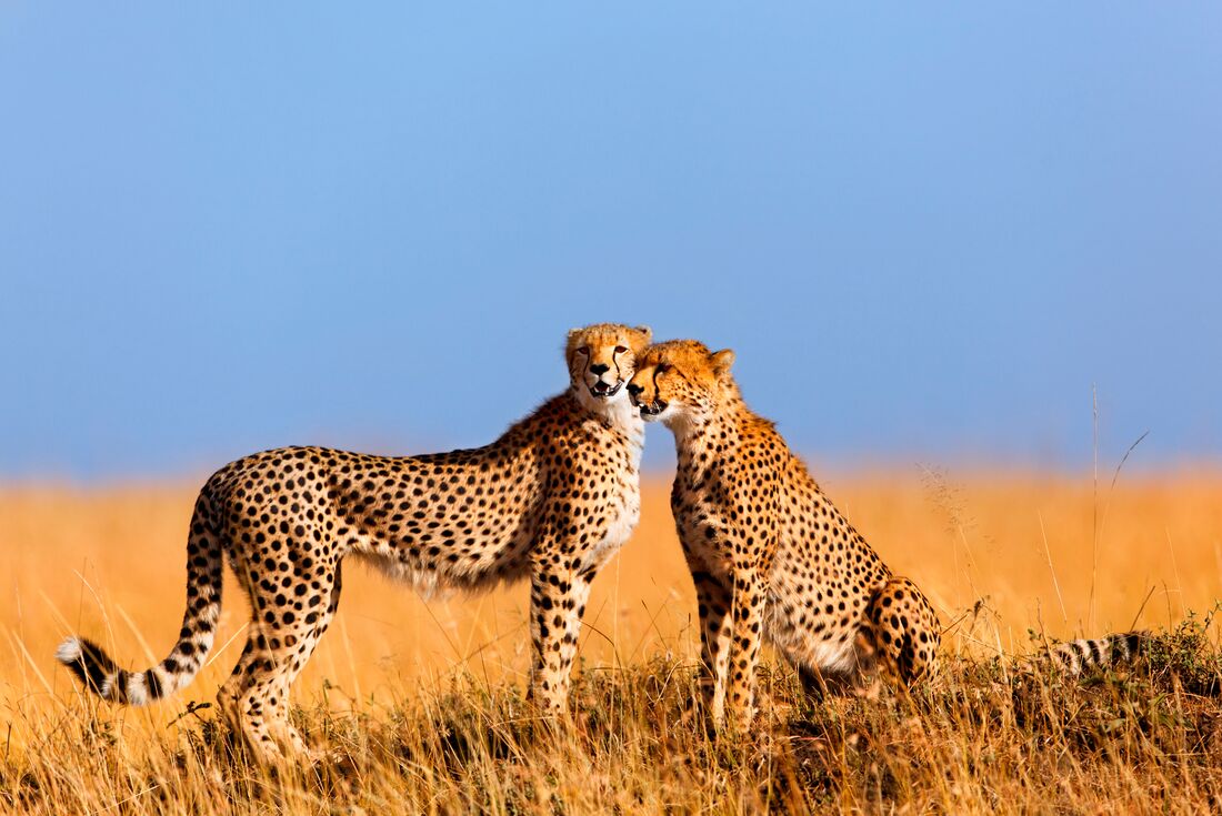 Cheetahs in Masai mara National Reserve