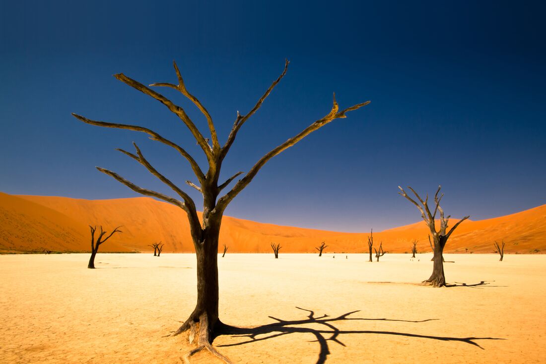 namibia sossusvlei trees desert