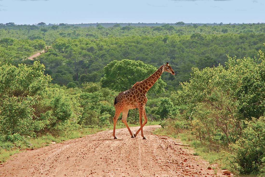 south africa kruger national park giraffe crossing road