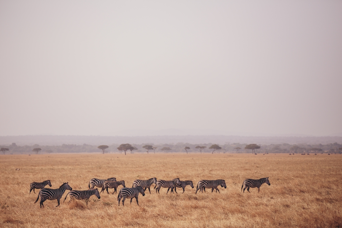 tanzania serengeti zebra herd