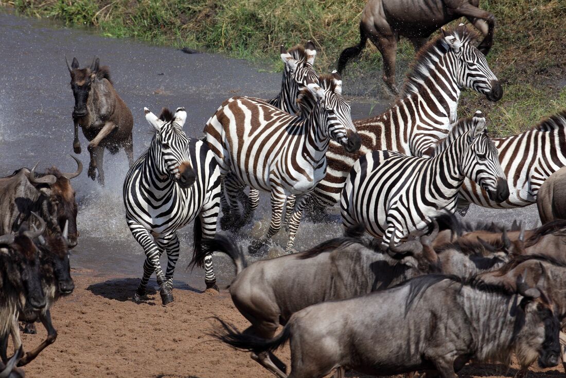 Herds of zebras and wildebeest migrate in the masai mara