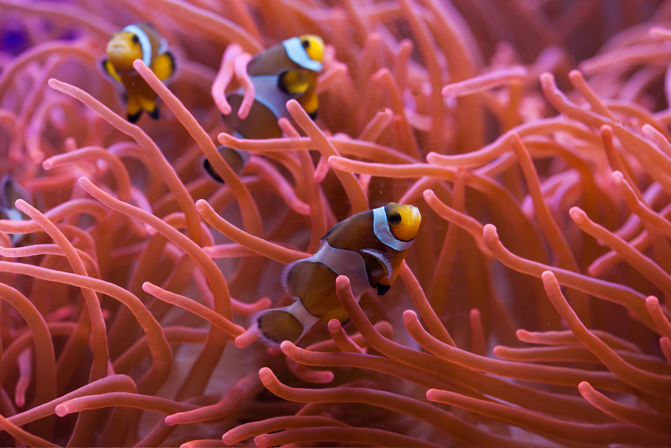 australia_queensland_great-barrier-reef_clownfish