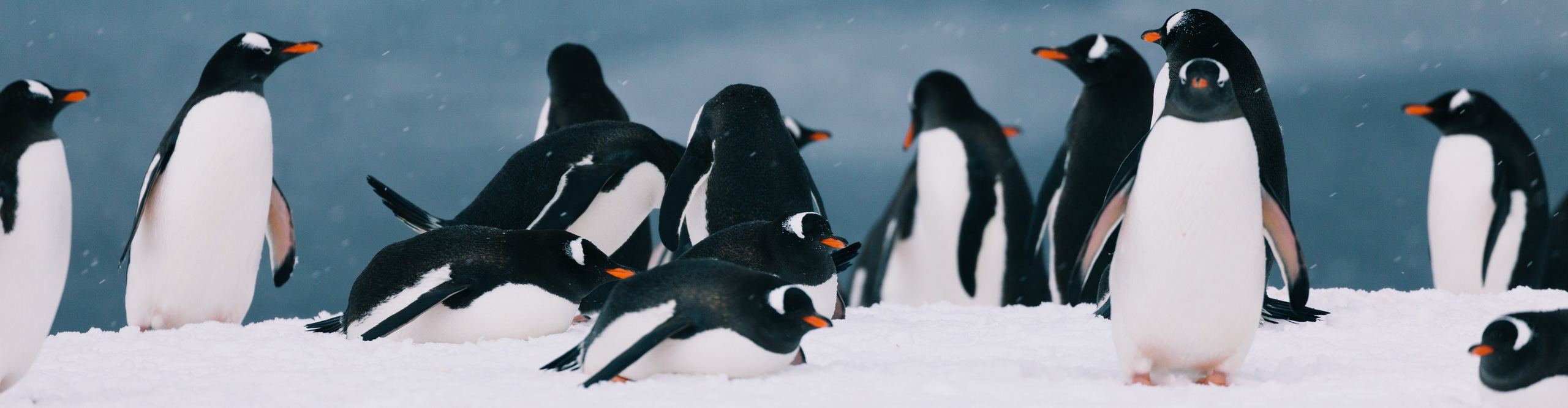 Penguins standing on the ice with snow falling in the sub-antarctic islands, with water behind