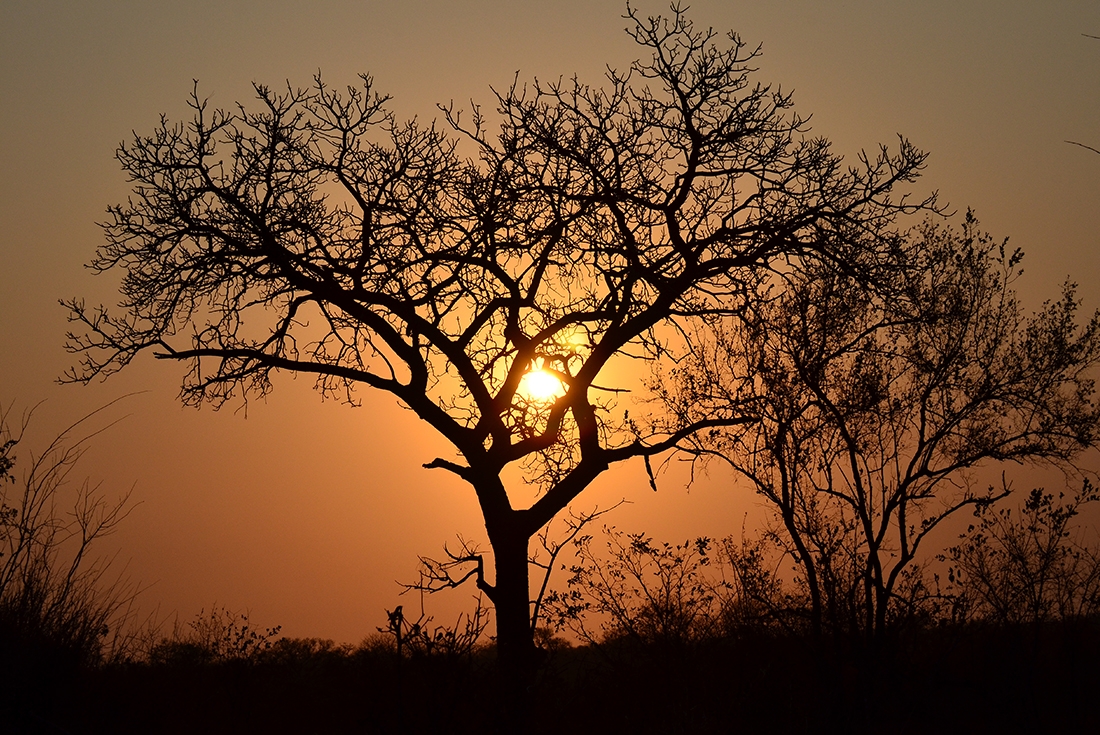 south africa kruger sunset