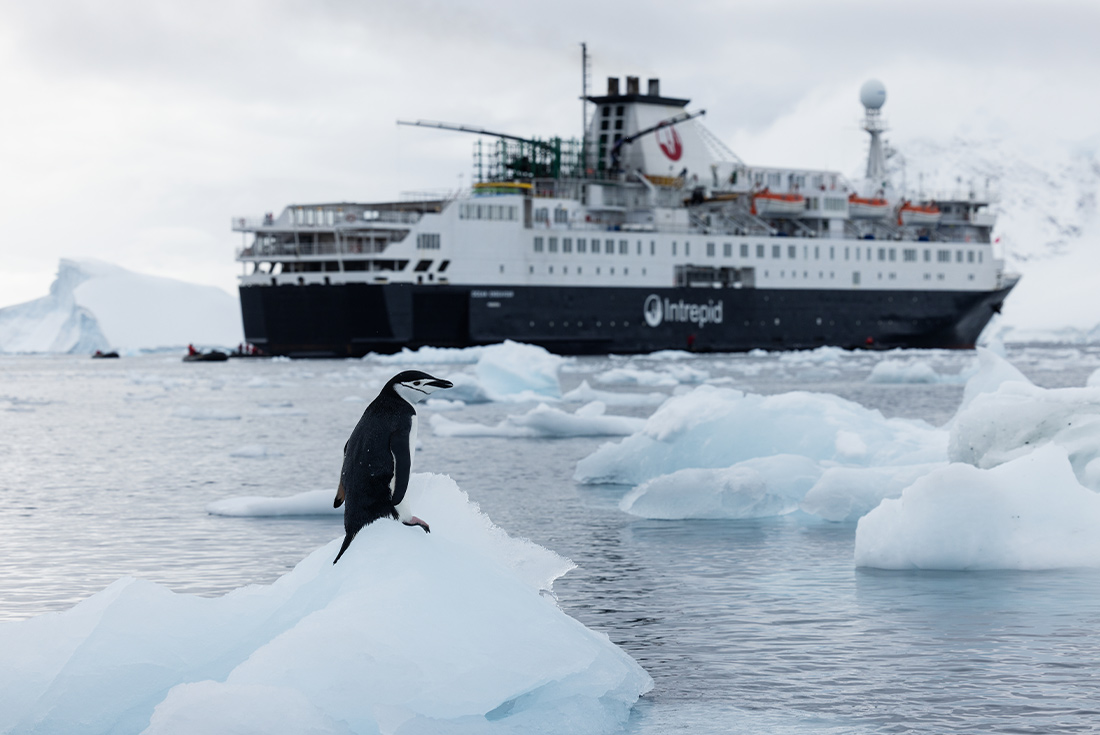 Intrepid Ocean Endeavour ship with penguin in the foreground, Antarctica